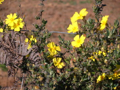 Cistus lasianthus