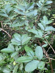 Psidium guajava