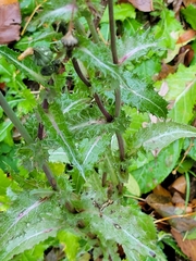 Sonchus arvensis