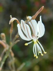 Trachyandra revoluta