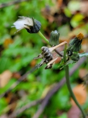 Sonchus arvensis