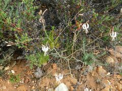 Trachyandra revoluta