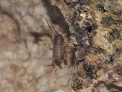 Myrmecophilus pergandei