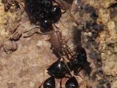 Myrmecophilus pergandei