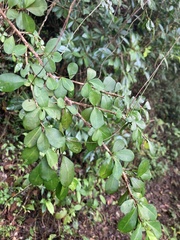 Erythroxylum brevipes