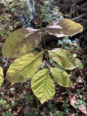 Fraxinus biltmoreana