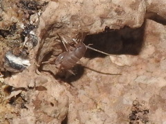 Myrmecophilus pergandei