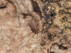 Myrmecophilus pergandei