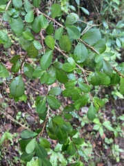 Erythroxylum brevipes
