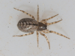 Trachelidae