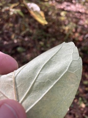 Fraxinus biltmoreana