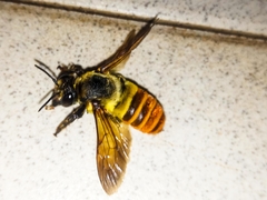 Megachilini