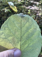 Fraxinus biltmoreana