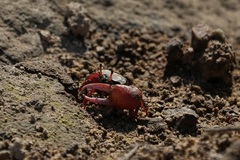 Paraleptuca splendida