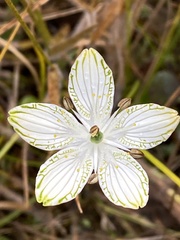 Parnassia grandifolia
