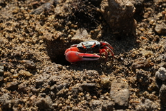 Paraleptuca splendida