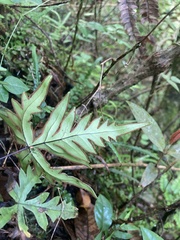 Doryopteris pedata