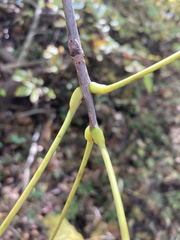 Fraxinus biltmoreana