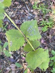 Eupatorium rotundifolium