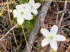 Parnassia grandifolia