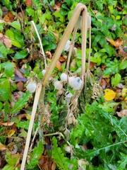Physalis grisea