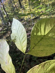 Fraxinus biltmoreana