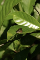 Horaga onyx