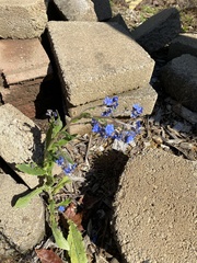 Cynoglossum amabile