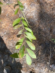Vaccinium elliottii