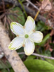 Parnassia grandifolia