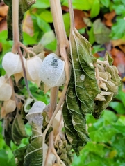 Physalis grisea