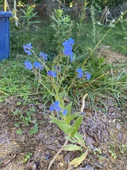 Cynoglossum amabile