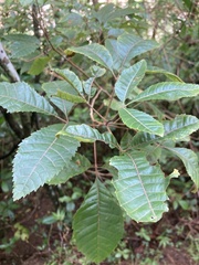 Sapindaceae