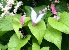 Appias lyncida vasava