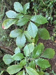 Sapindaceae