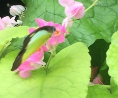 Appias lyncida vasava