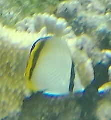 Chaetodon vagabundus