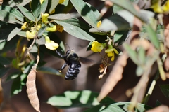 Xylocopa grisescens