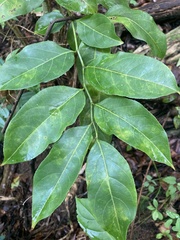 Casearia sylvestris