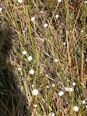 Eriocaulaceae