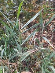 Phragmites