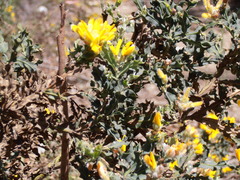 Genista tridentata