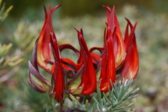 Lotus berthelotii