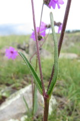 Mirabilis melanotricha