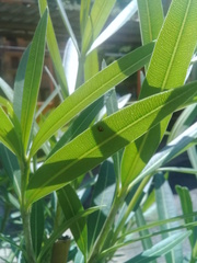Hyperaspis festiva