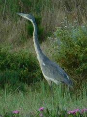Ardea melanocephala