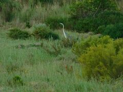 Ardea melanocephala