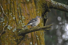 Fringilla coelebs moreletti