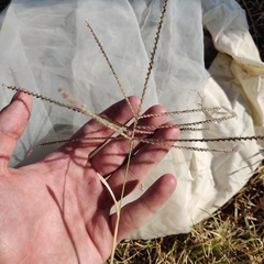 Chloris verticillata