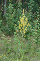 Verbascum pulverulentum